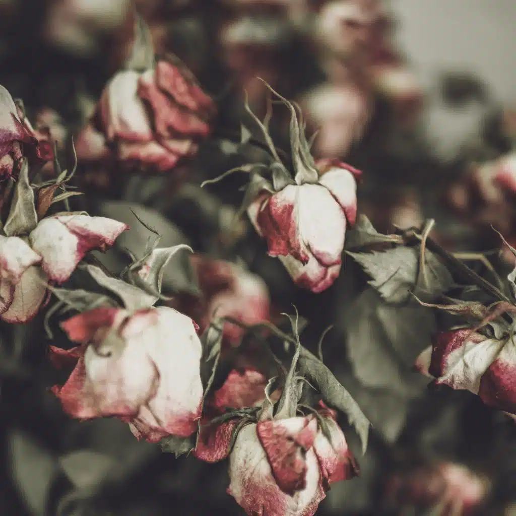 Dead Roses