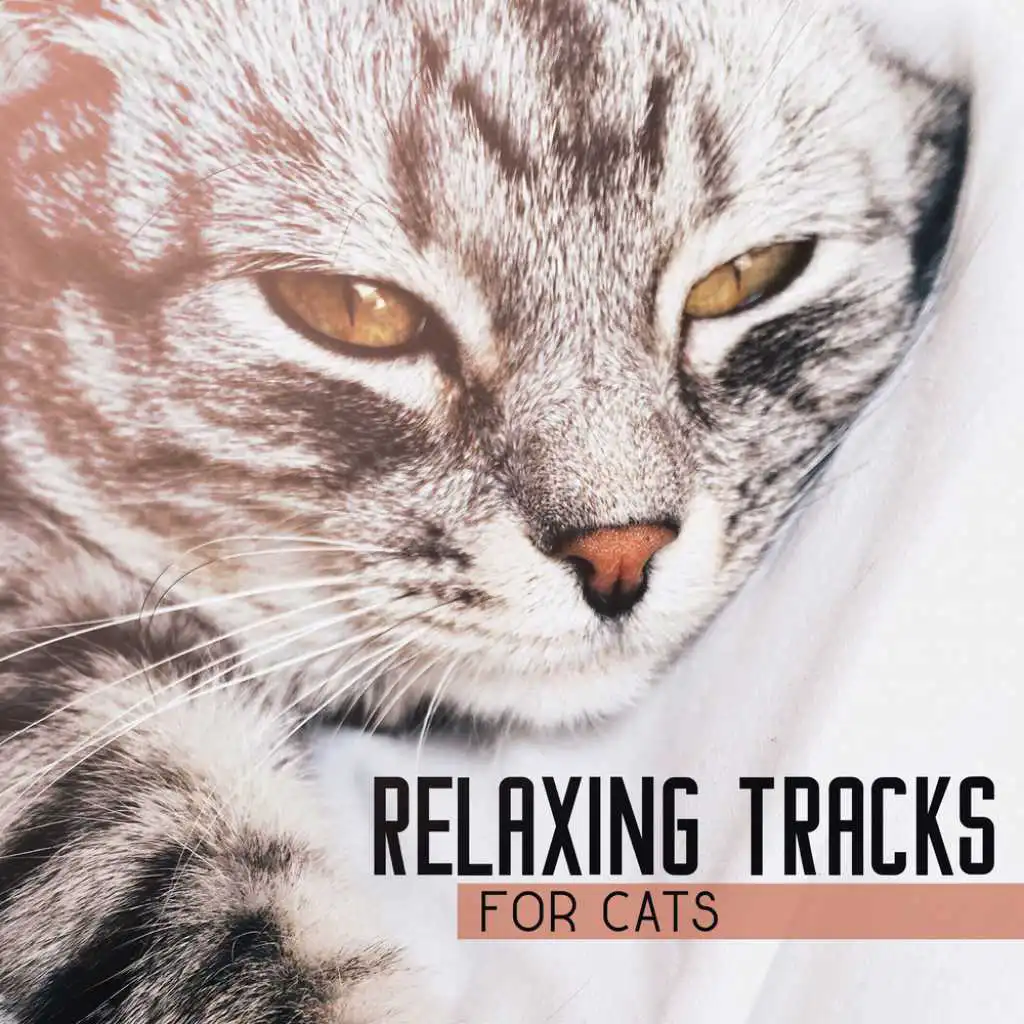 Relaxing Tracks for Cats