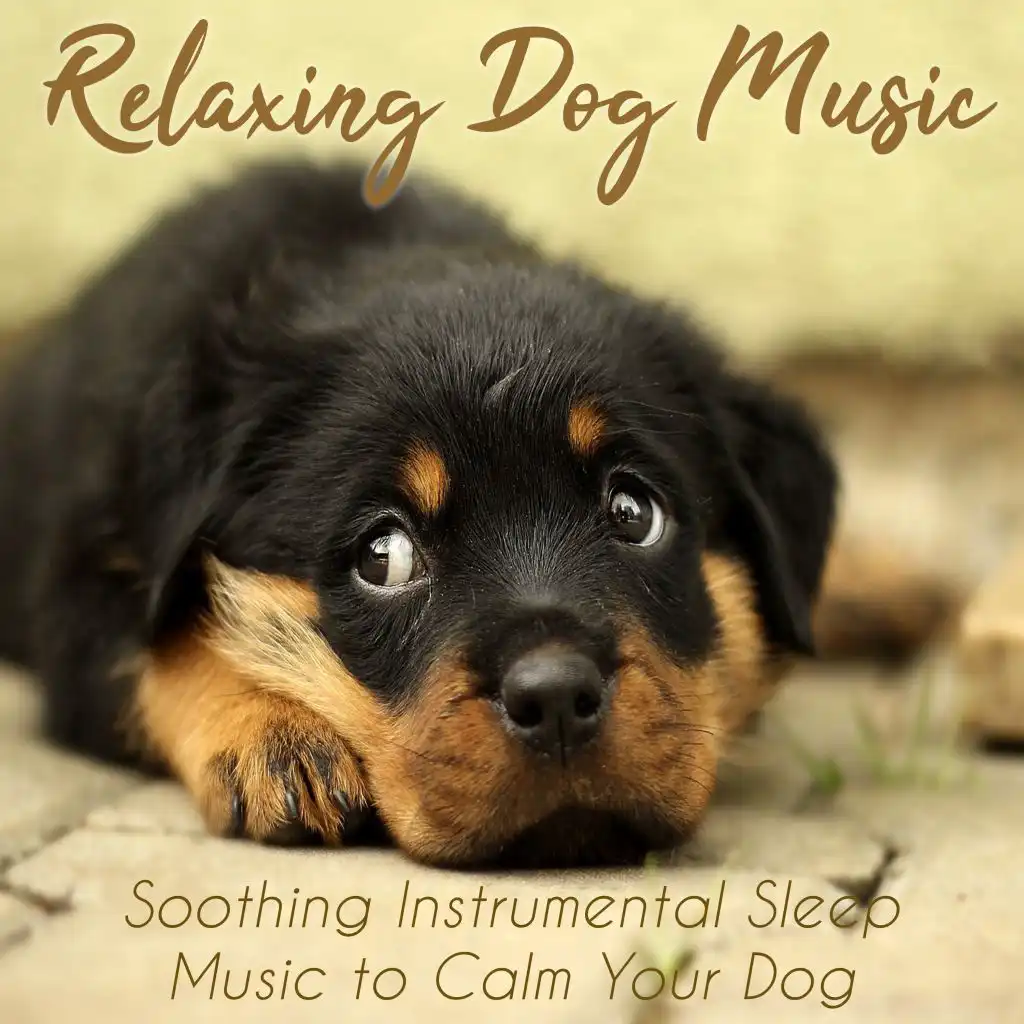 Relax my Dog Music