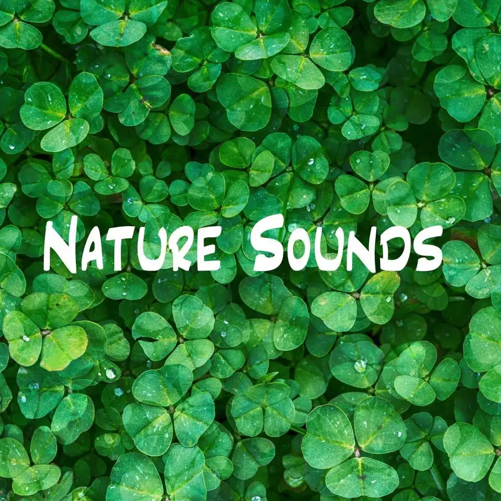 Nature Sounds - Summer