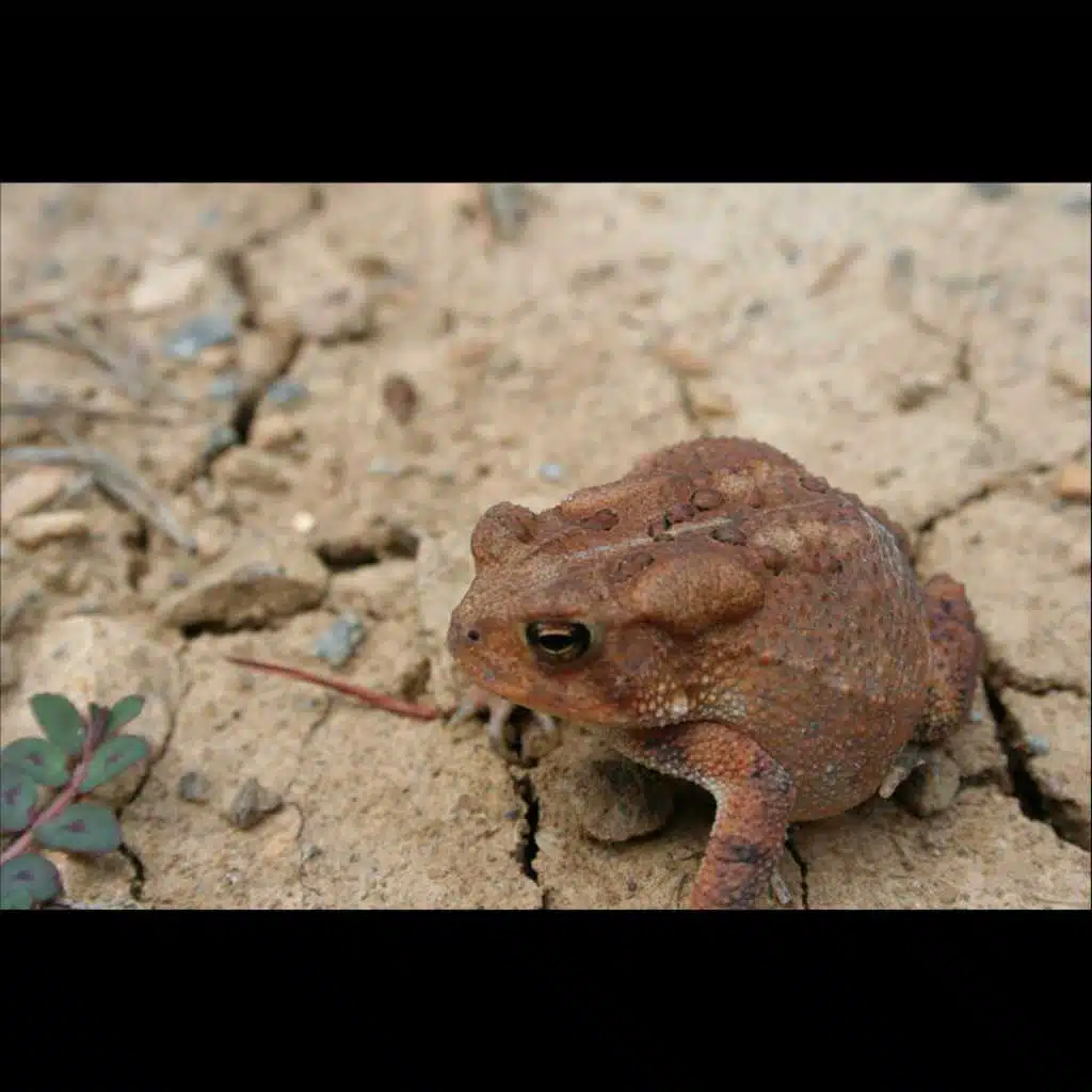 With Out You (All Mixes)