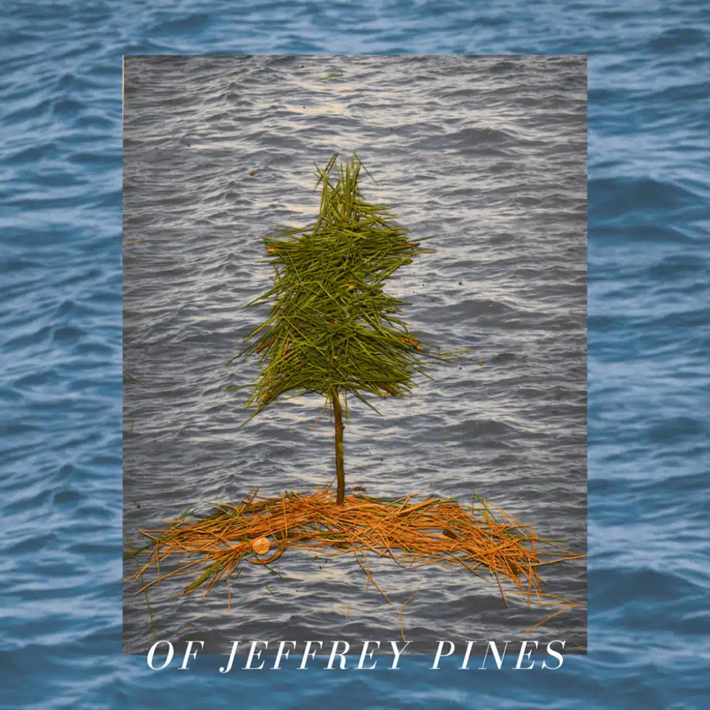 Of Jeffrey Pines