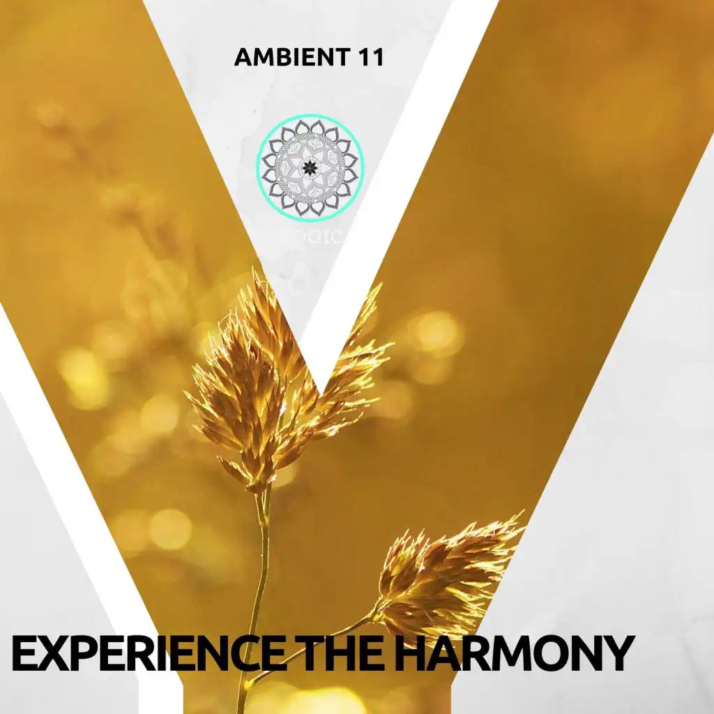 Experience The Harmony