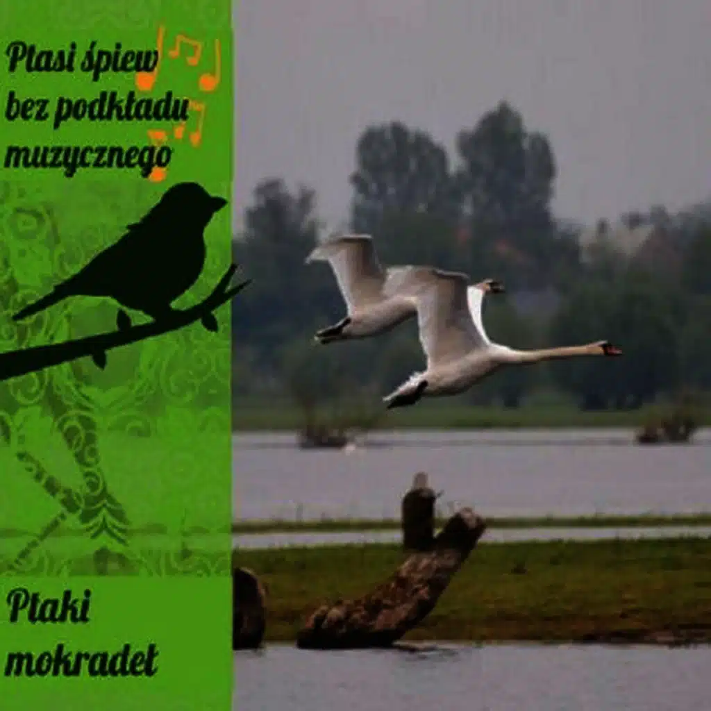Wetland Birds from Poland