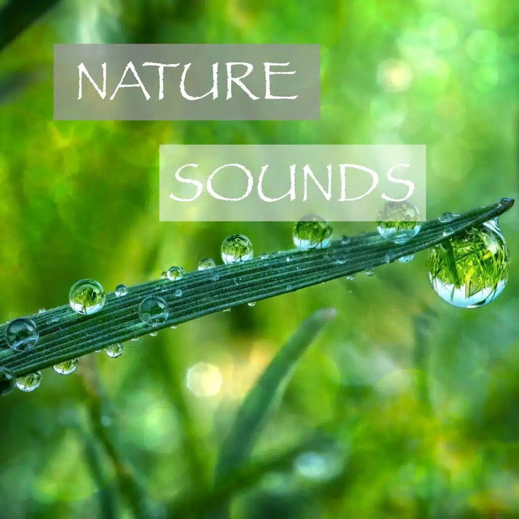 Nature Sounds - Rain Ambience