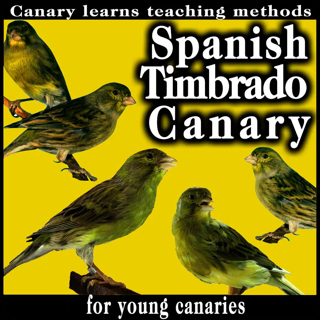 Spanish Timbrado Canary. Canary Learns Teaching Methods For Young Canaries