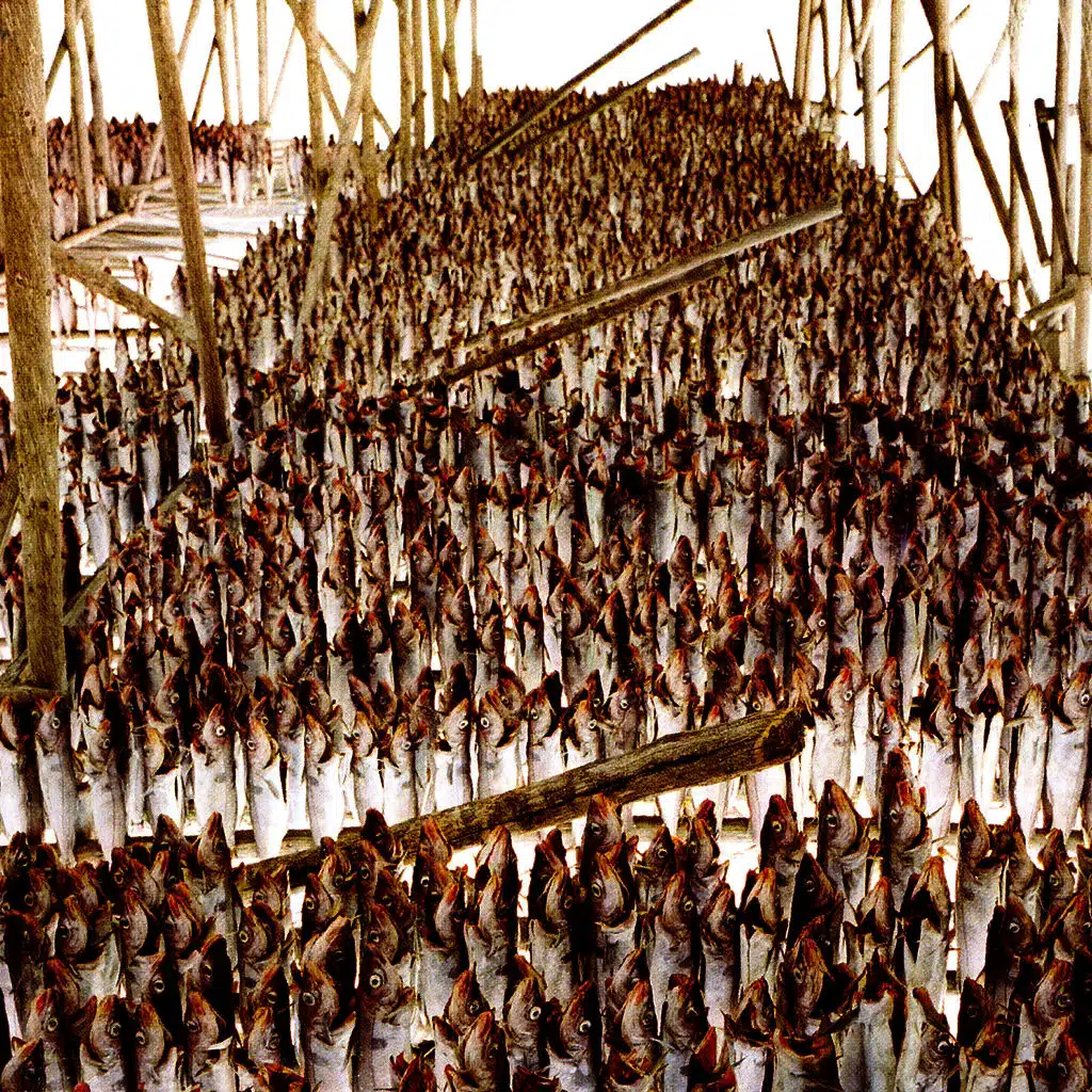 Like Bees (Digital Only Plus Bonus Track)