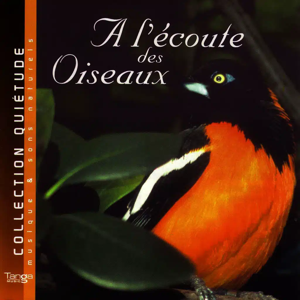A L'écoute Des Oiseaux
