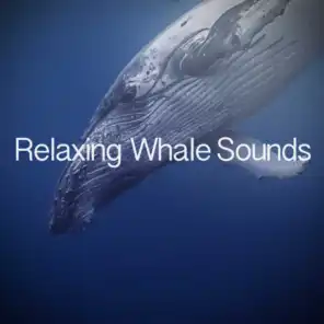 Healing Whale
