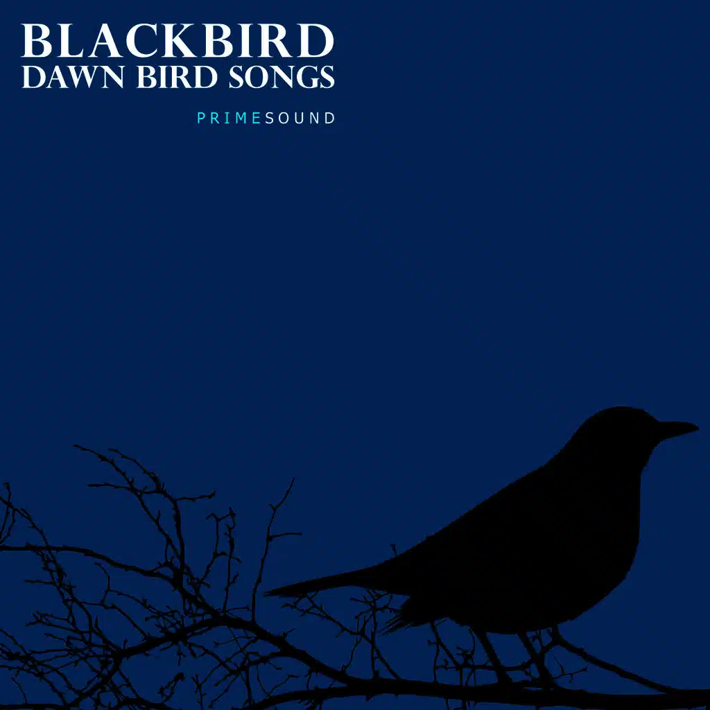 Blackbird Dawn Bird Songs