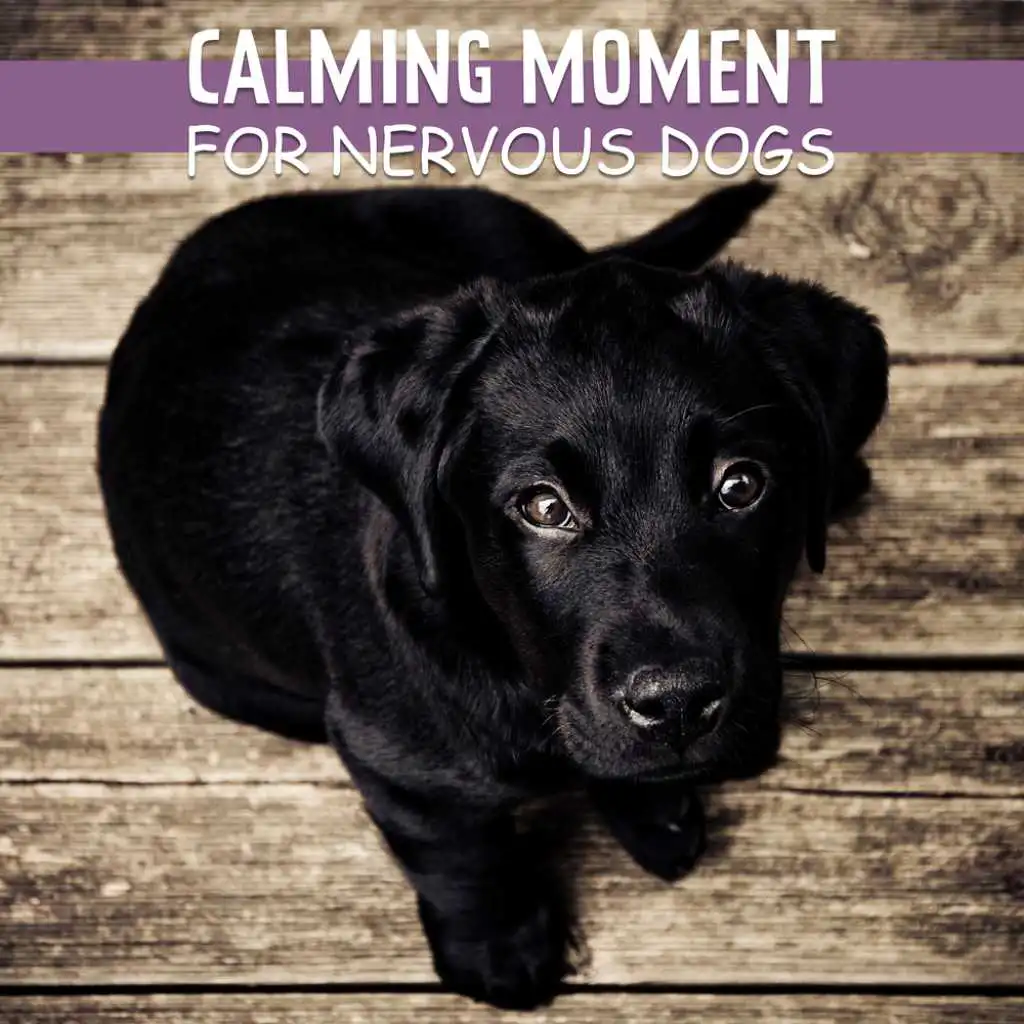 Calming Moment for Nervous Dogs