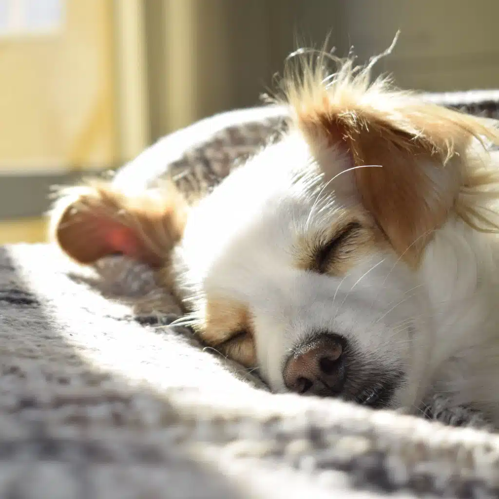 Relax & Sleep Compilation