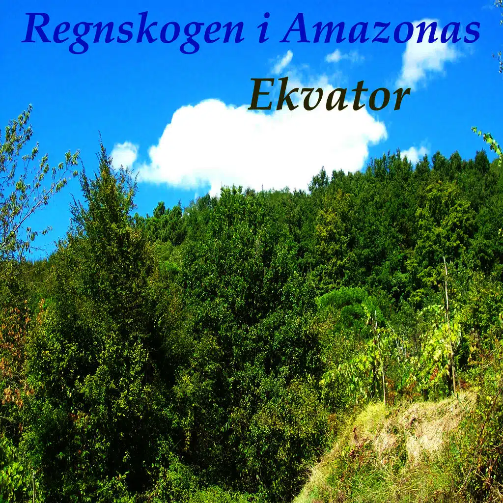 Regnskogen i Amazonas