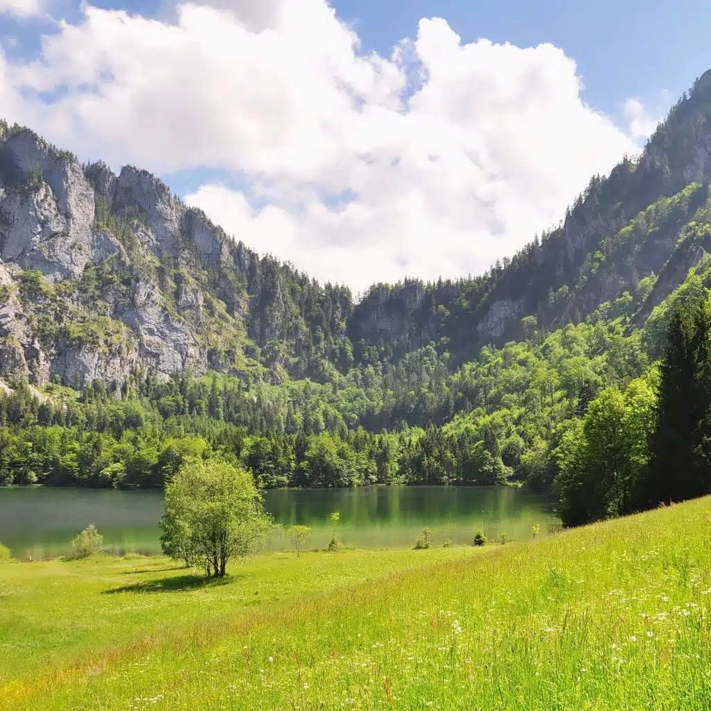 Peaceful Forest Of Mind