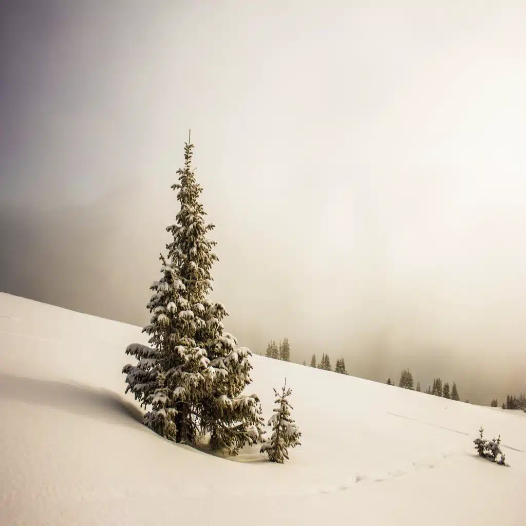 The Snowbank
