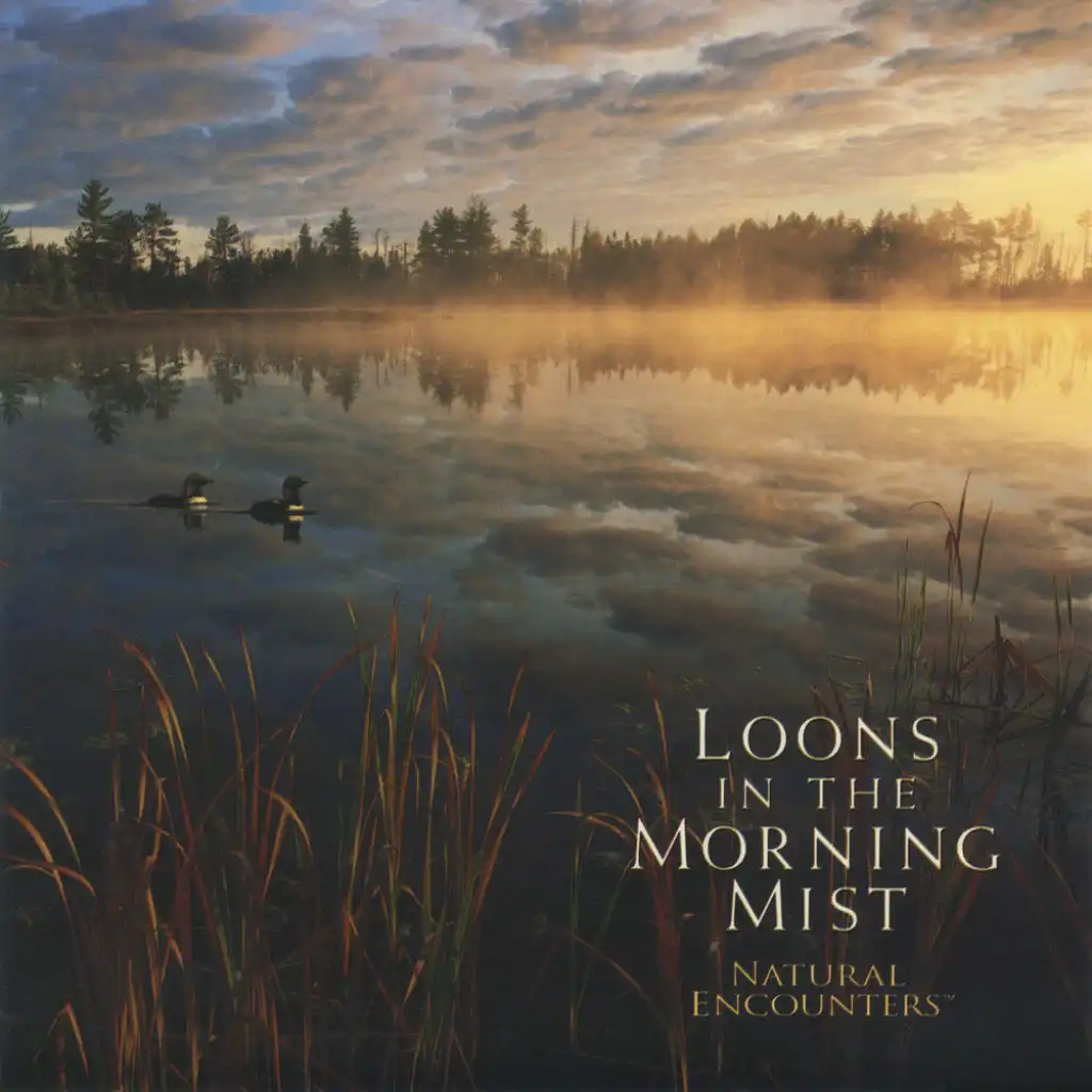 Natural Encounters: Loons In the Morning Mist