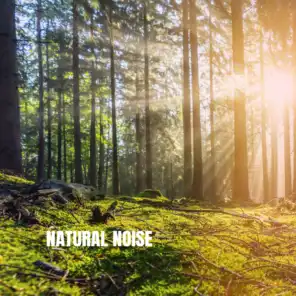 Natural Noise