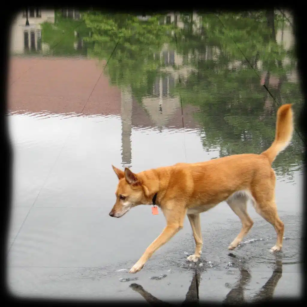 Lloyd Brodnax King Trio With Fareed Haque & Larry Gray