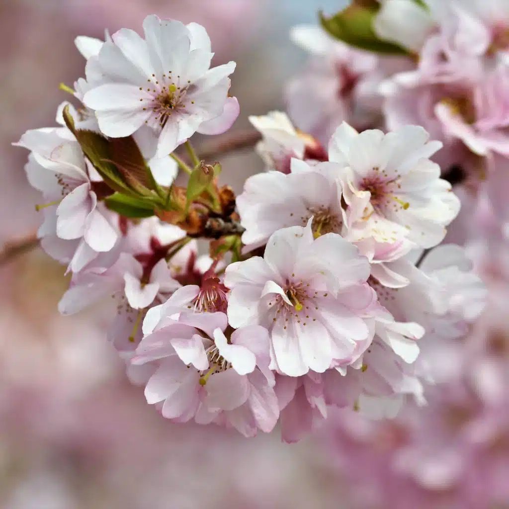 Deep Dreaming Relaxation Noises