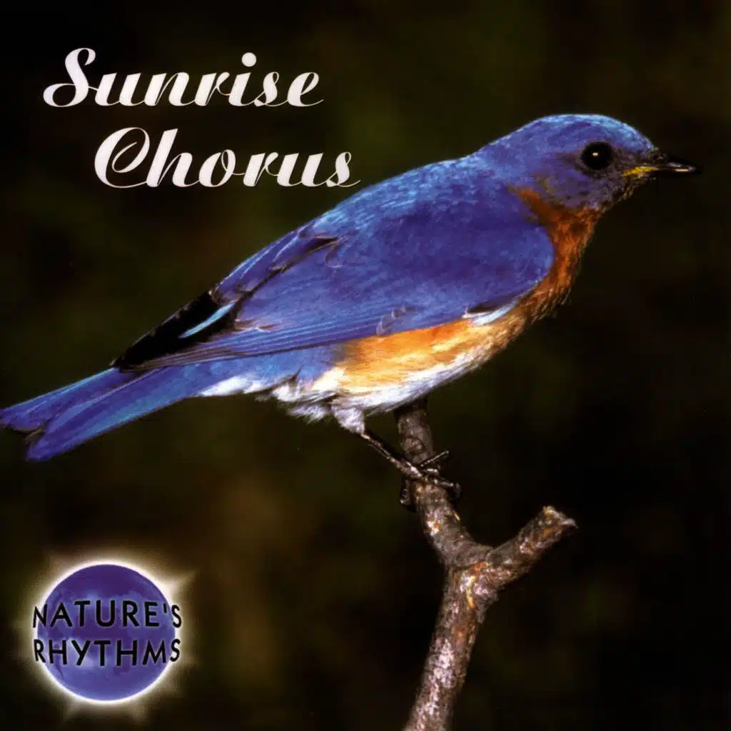 Sunrise Chorus