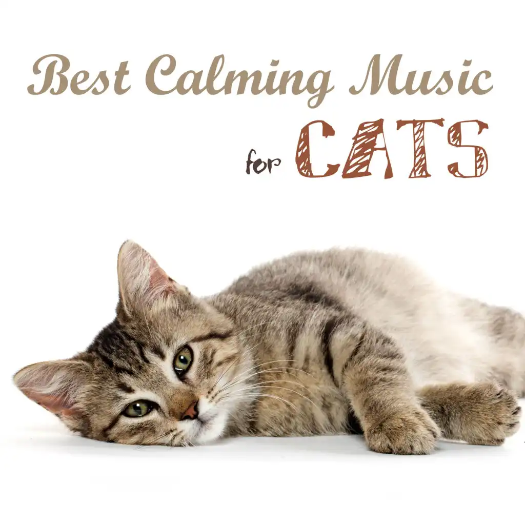 Best Calming Music for Cats