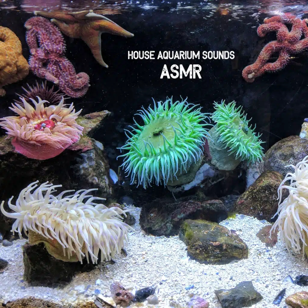 House Aquarium Sounds (Short Version)