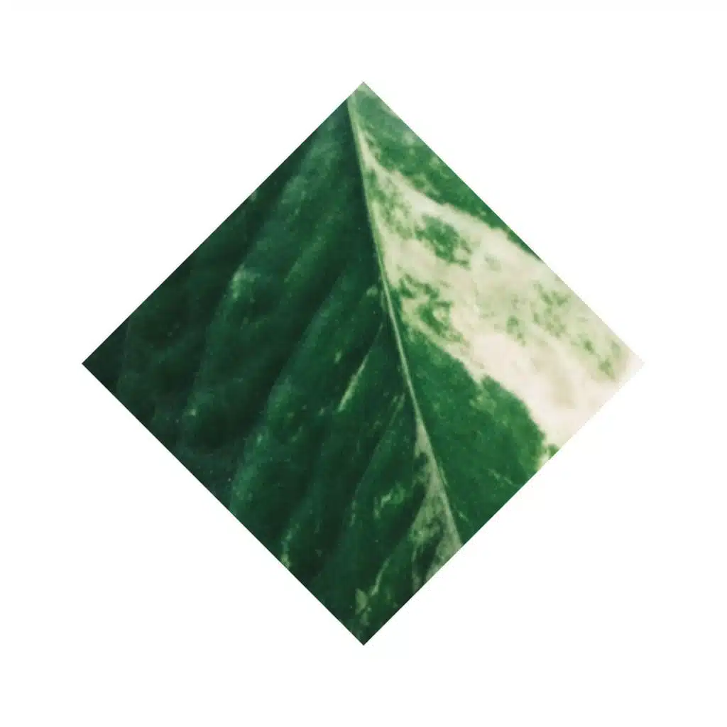 Burya