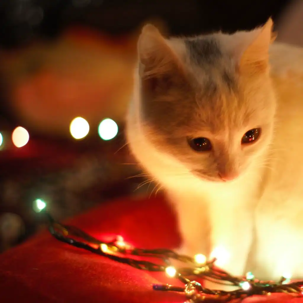 Cookies for Santa