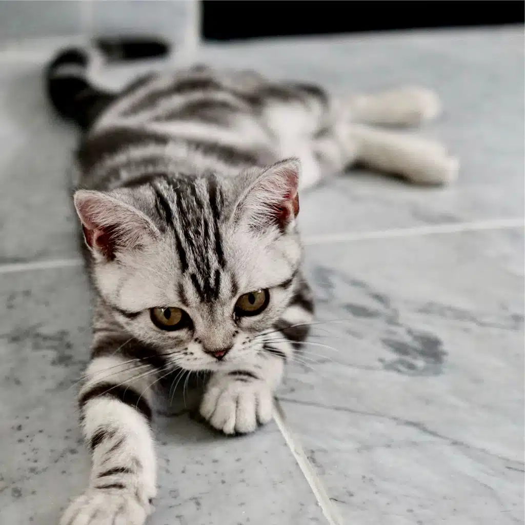 100 Deep Sleep Songs for Cats