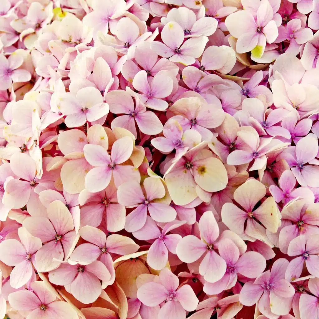 Babies Sleep Well with Collection of Soughs