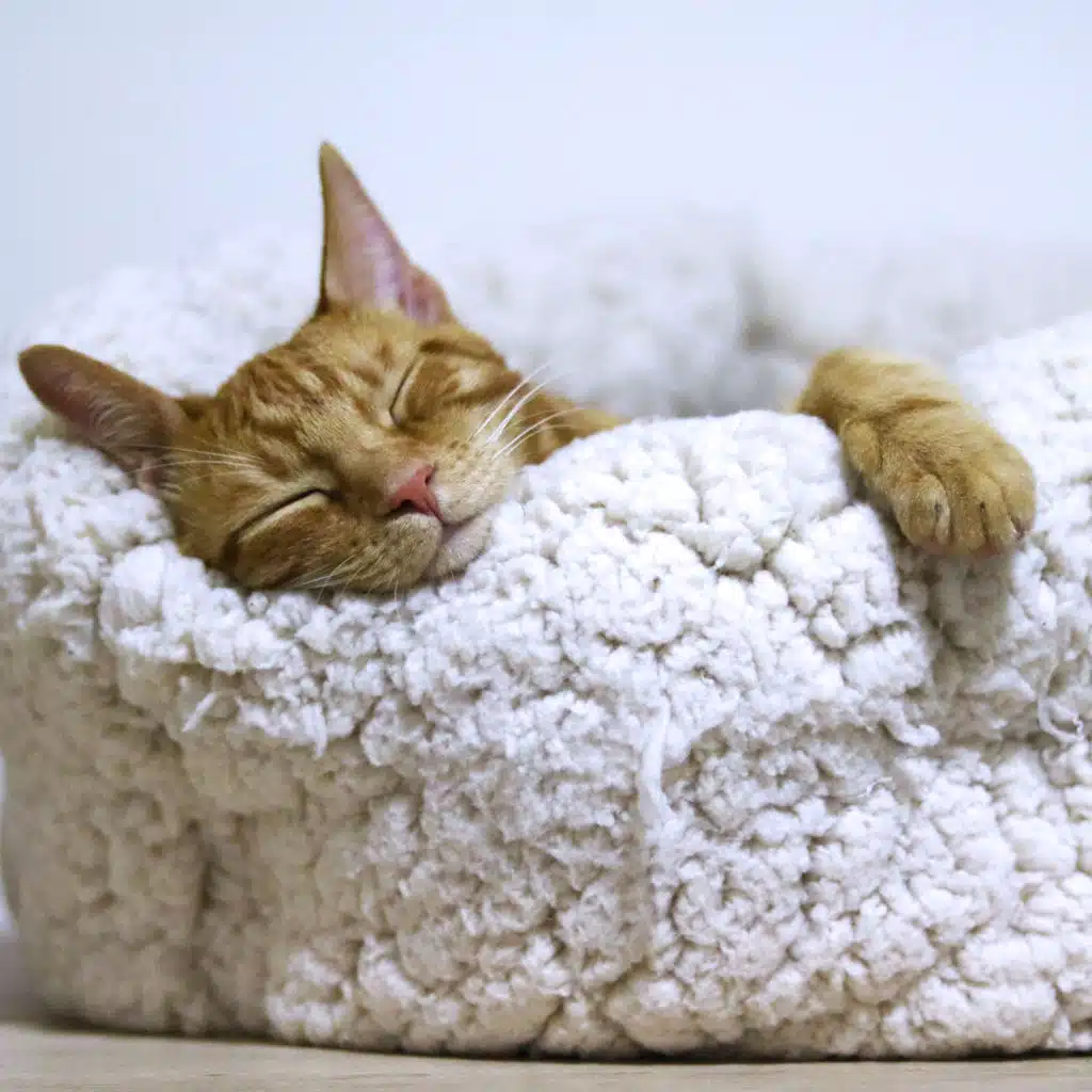 Sounds to Help You Sleep