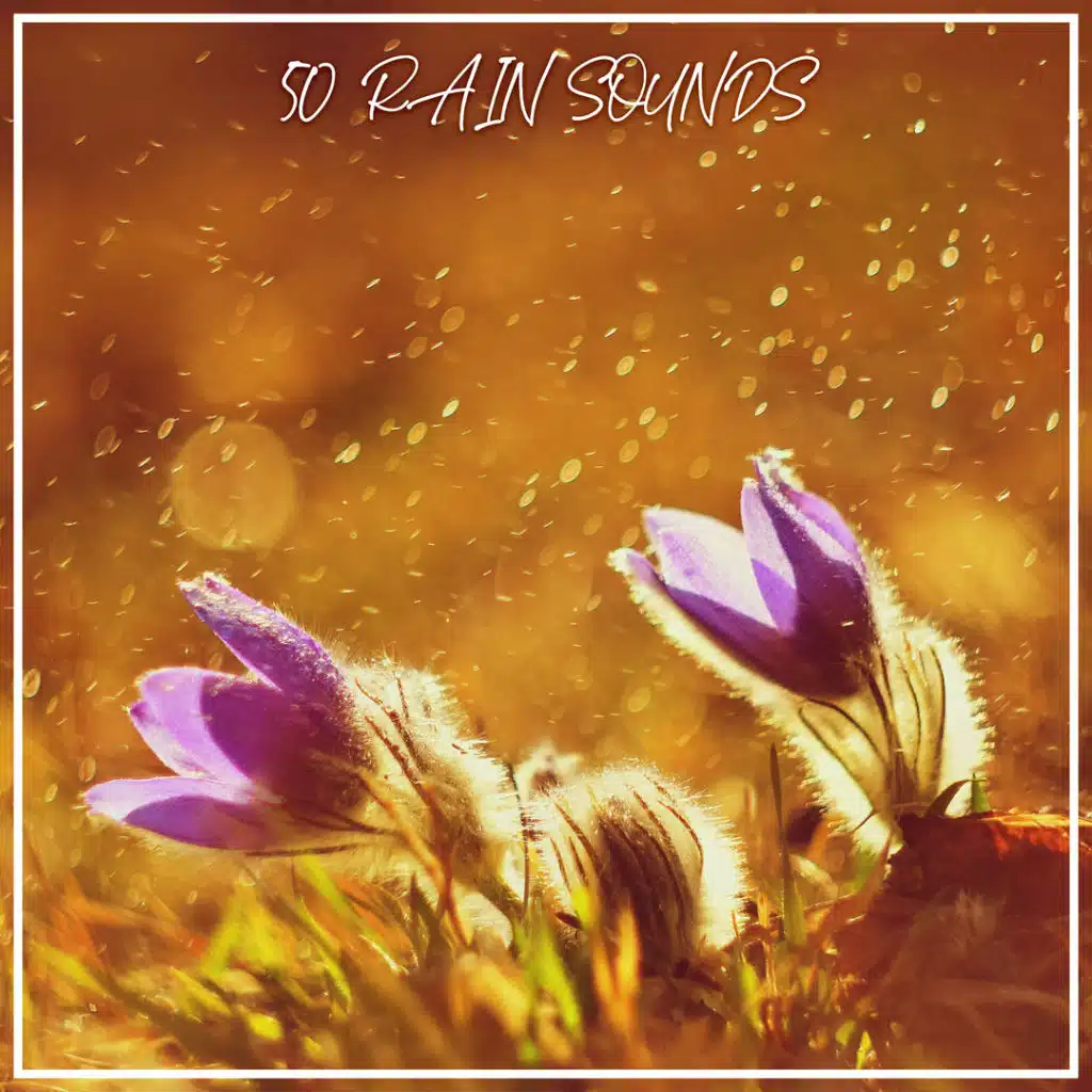 50 Rain Sounds