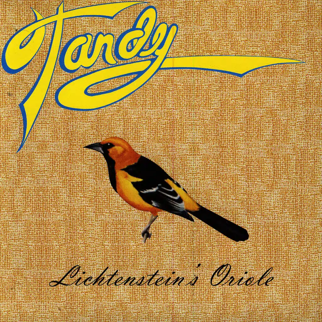 Lichtenstein's Oriole