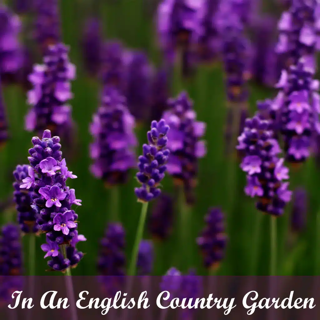 In An English Country Garden