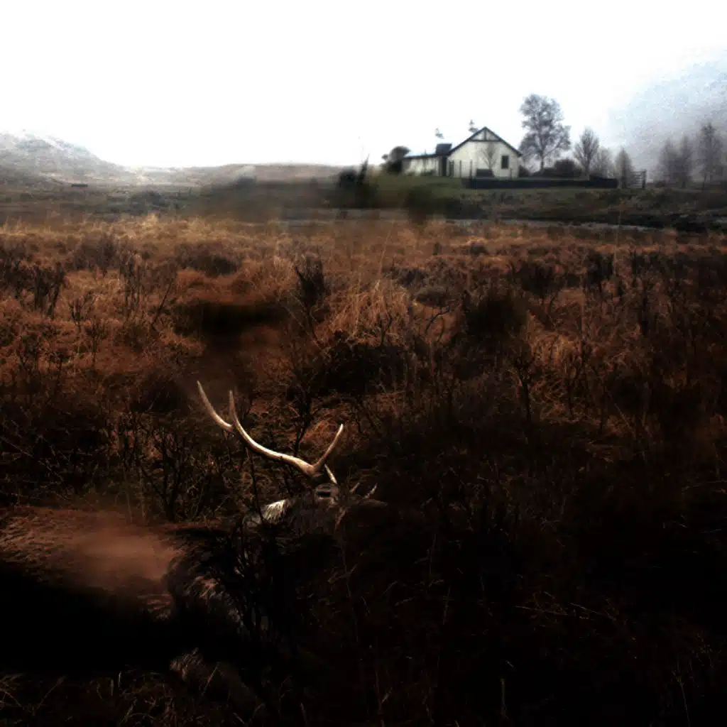 Feels, Feathers, Bog and Bees