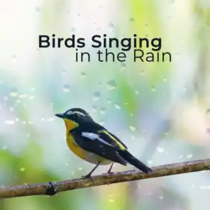 Birds Singing in the Rain - Relaxation Music for Sleeping, Spa, Evening Calm & Meditation