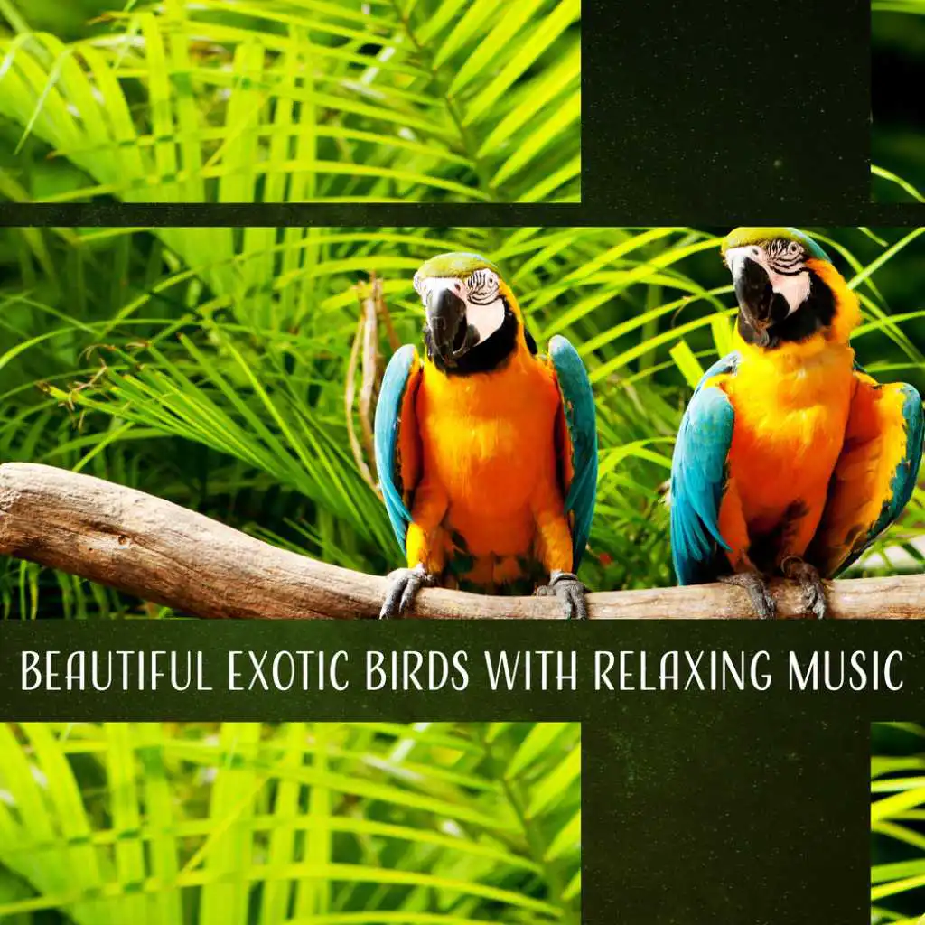 Beautiful Exotic Birds with Relaxing Music - Deep in the Jungle, Tropical Sounds for Meditation, Sleep