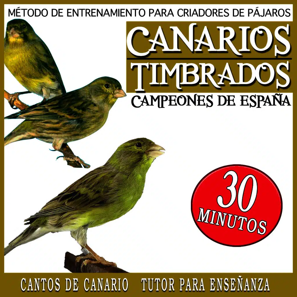 Metodo de Entrenamiento para Criadores de Pajaros. Canarios Timbrados Campeones de España. Cantos del Canario Tutor para Enseñanza