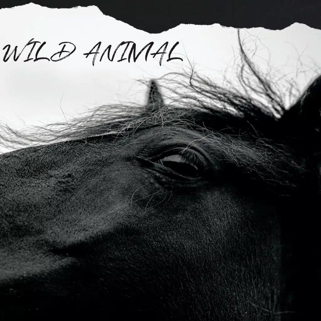 Wild Animal