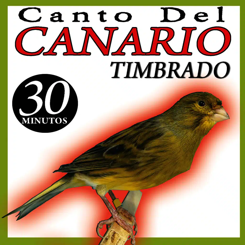 Canto del Canario Timbrado Español (I)