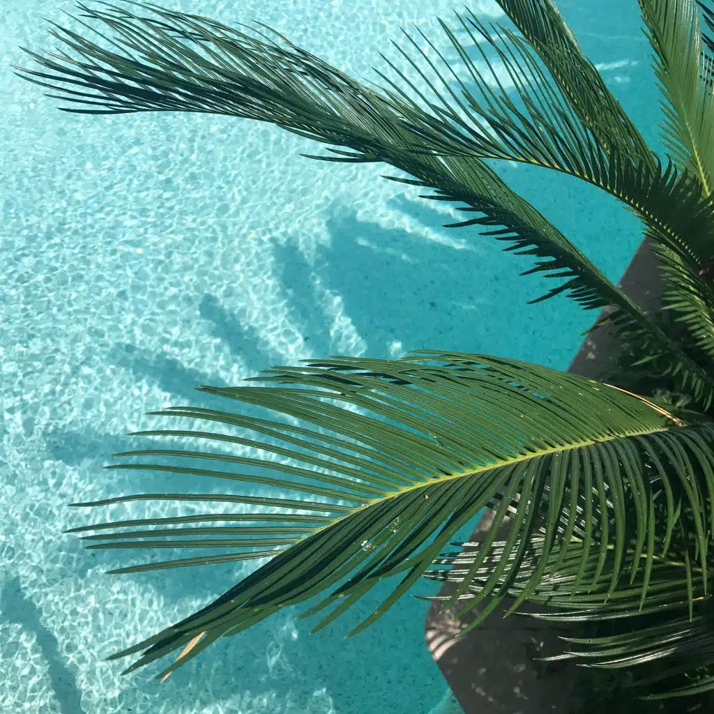 Restful Music for Cats