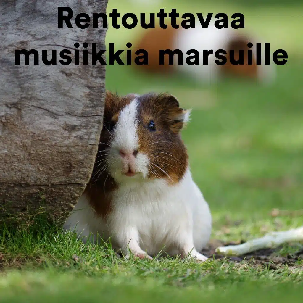 Rentouttavaa Musiikkia Marsuille