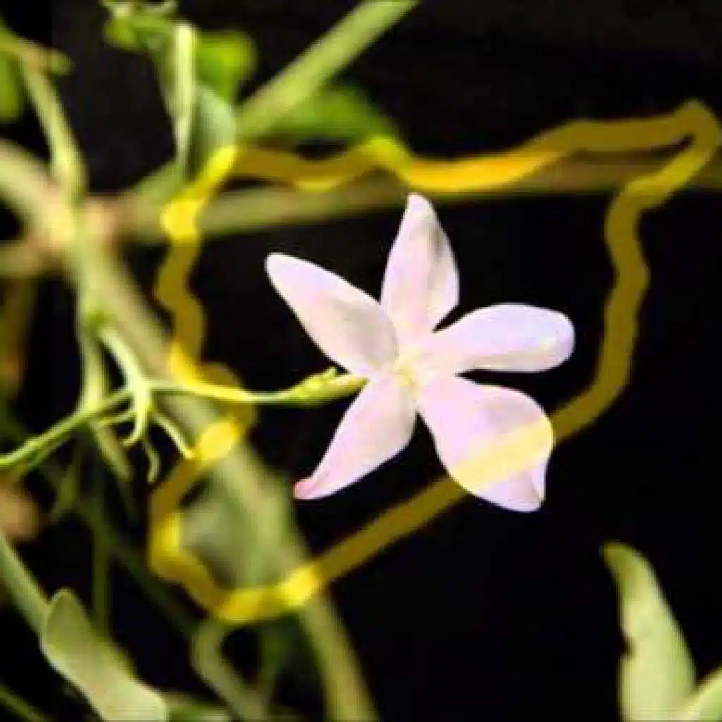 وهنا على وهن