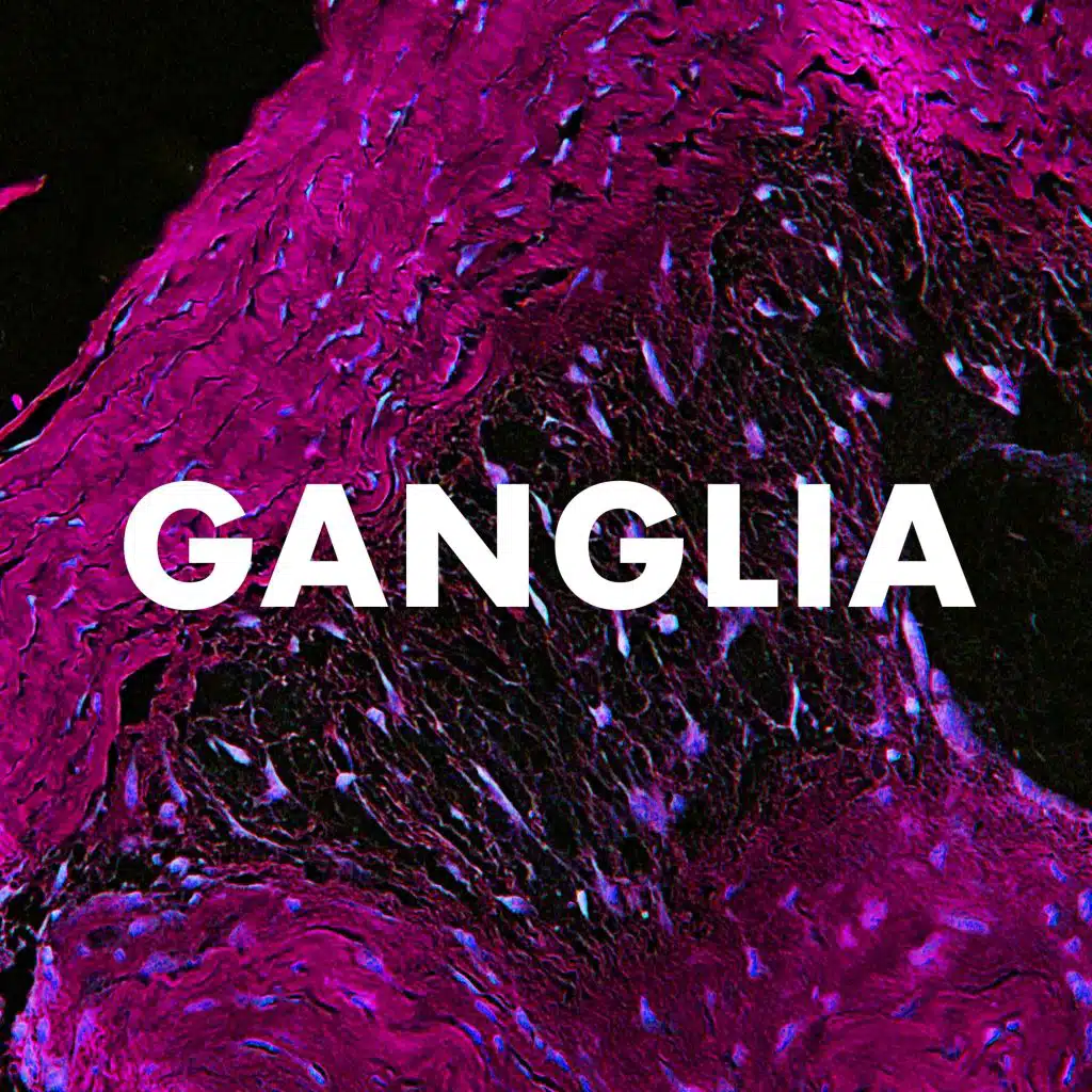 Ganglia