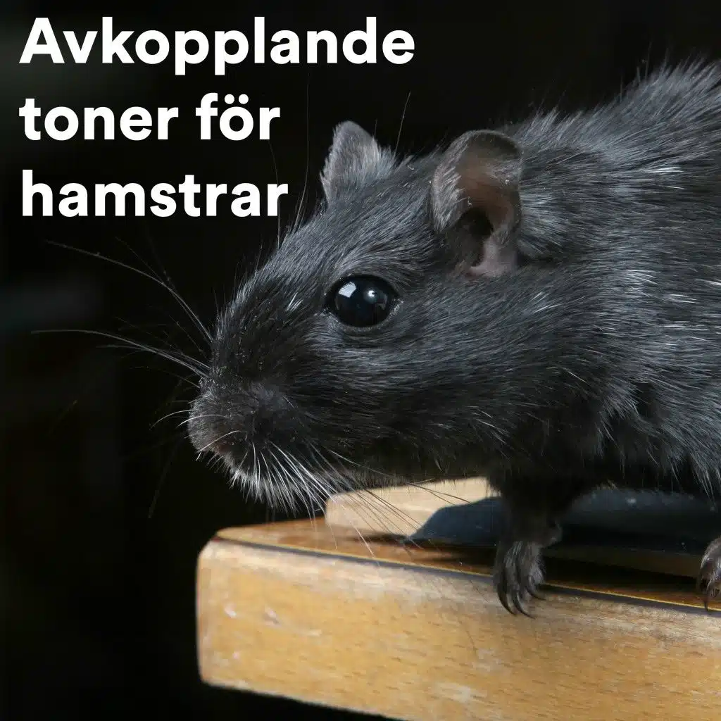 Avkopplande Toner För Hamstrar
