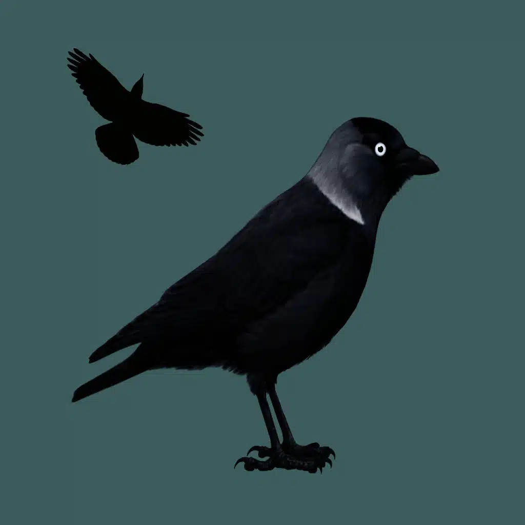 Bird call: Jackdaw