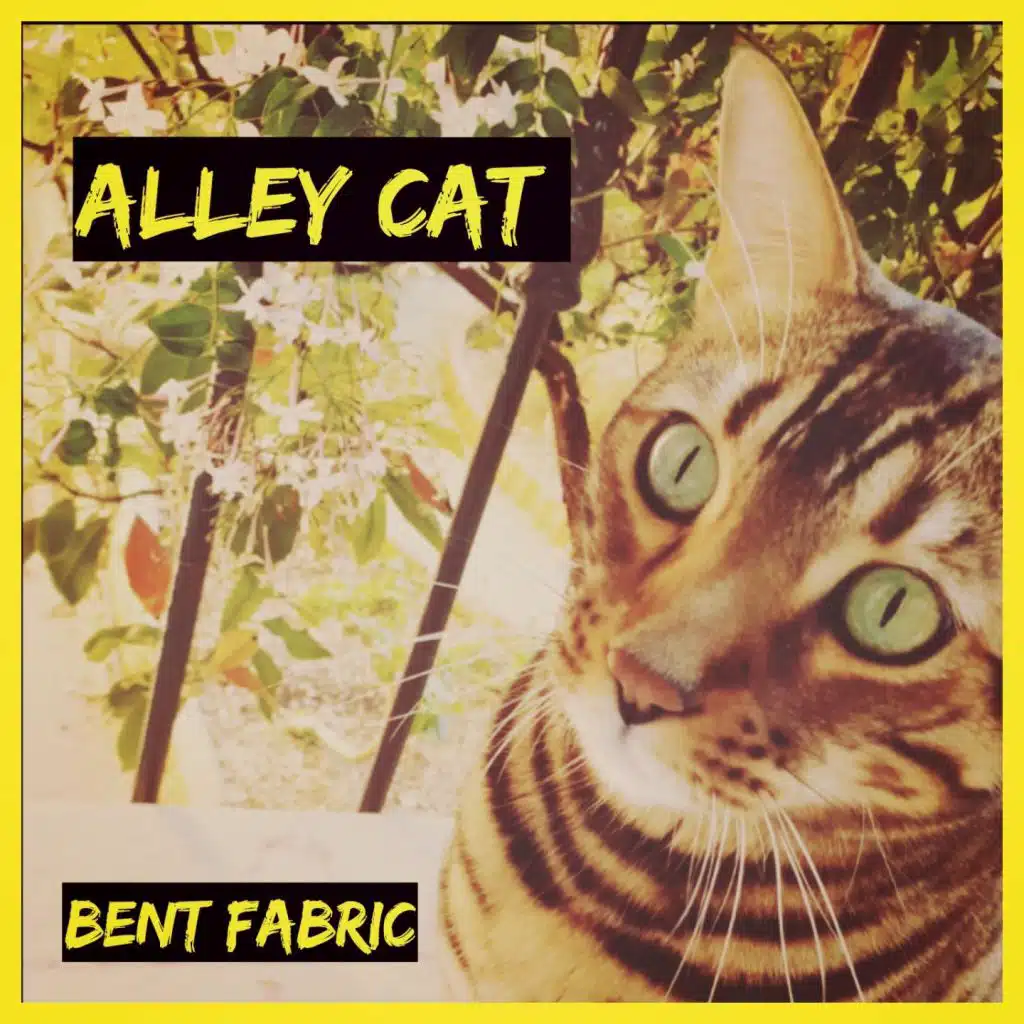 Alley Cat