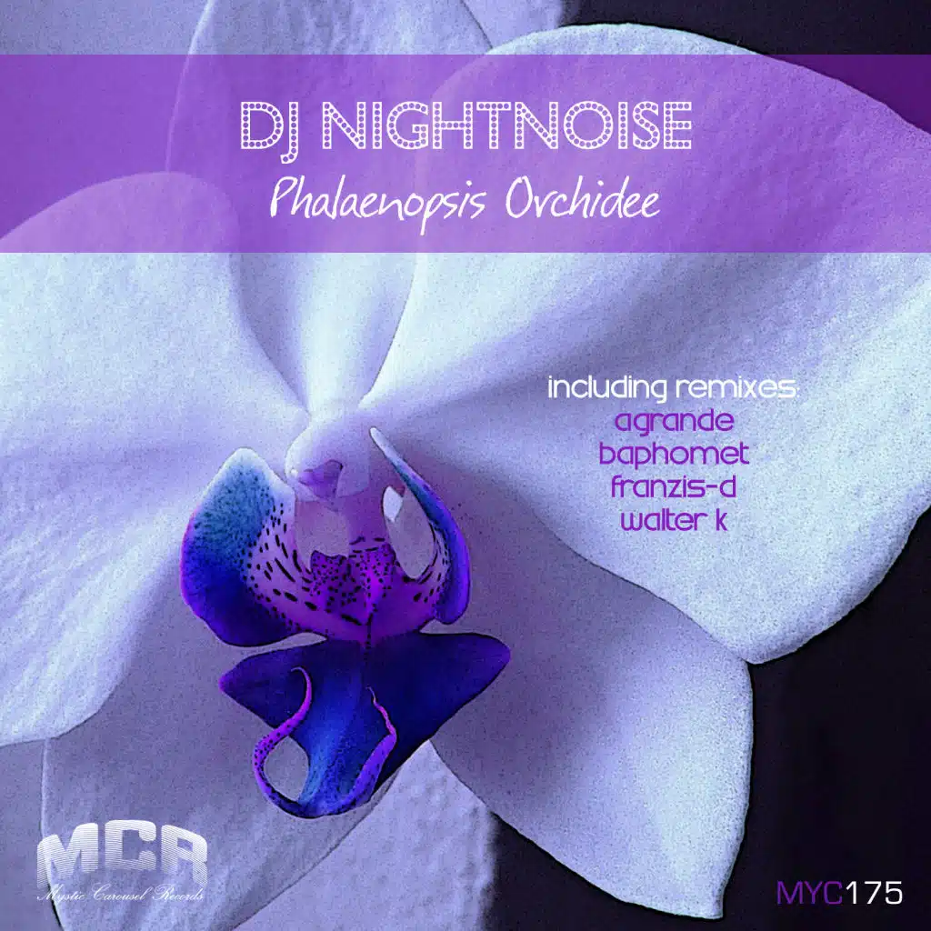 Phalaenopsis Orchidee