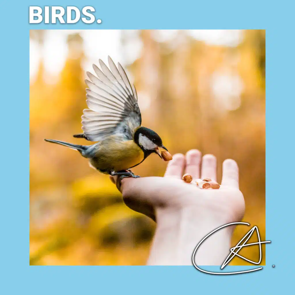 Bird Sounds Ambience, Nature And Bird Sounds & Nature Bird Sounds