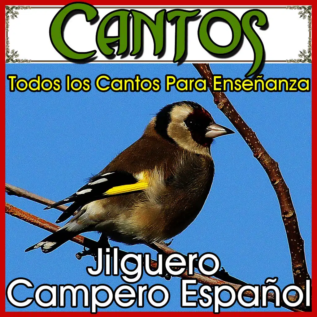 Simples, Quejas, Adornos